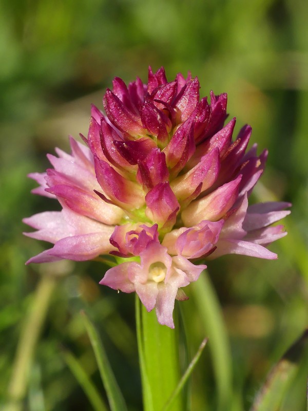 er Terminillo: la Nigritella widderi e altre orchidee sulla montagna di Roma.